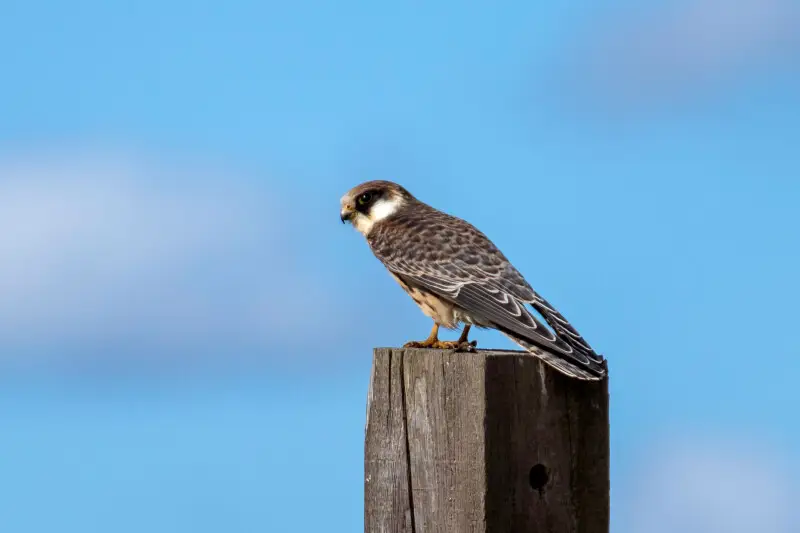 Femia de lagarteiro patirrubio (Falco vespertinus) en Sandviken, Gotland.