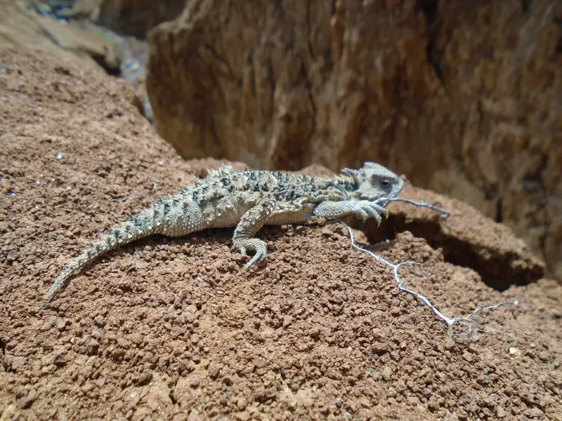 Mexican Plateau Horned Lizard Facts Diet Habitat Pictures On   Lagarto Cornudo Camalec3b3n Cornudo V 2823341123329.webp