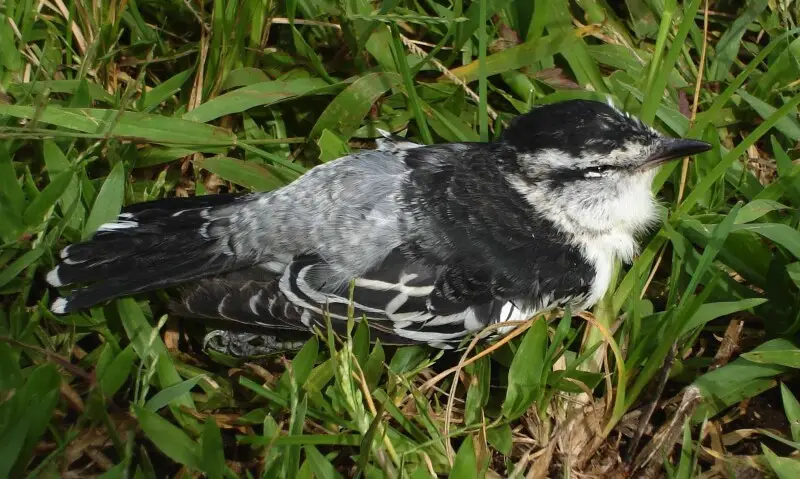 Lalage maculosa&#160;; {sikiviu} in Tonga