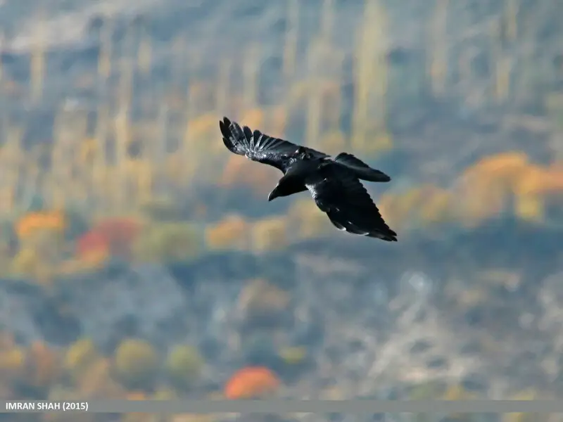 Large-billed Crow (Corvus macrorhynchos) captured at Aliabad, Hunza, Gilgit-Baltistan, Pakistan with Canon EOS 70D