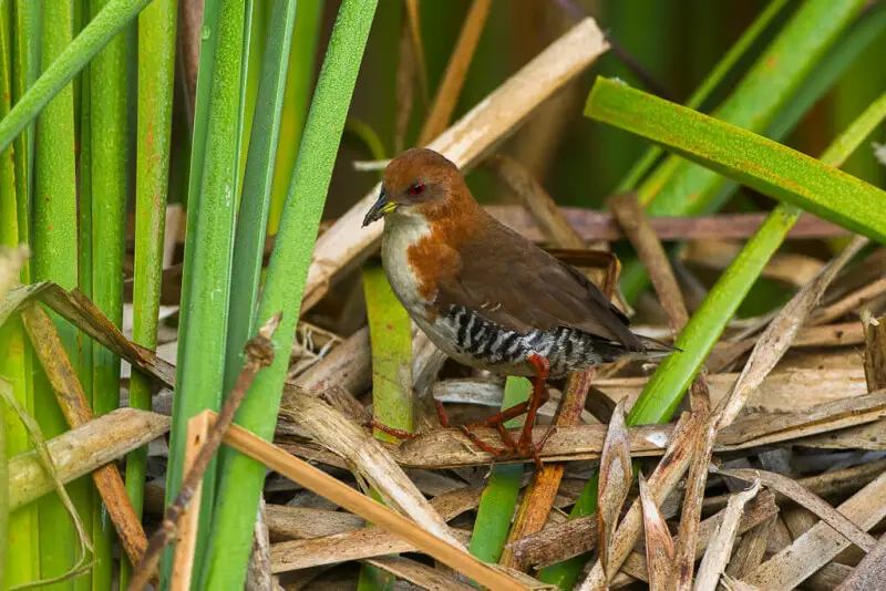 A Red-and-white Crake at Intervales State Park, S?o Paulo, Brazil.