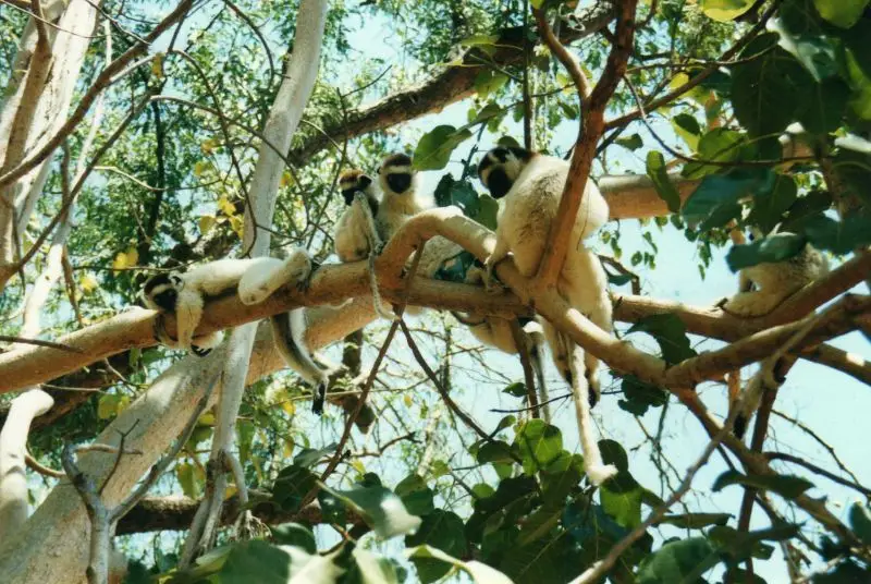 Lazy lazy lemurs!