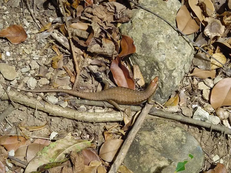 A lezard (Mbouzi island, Mayotte)