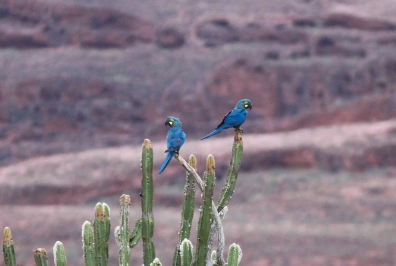 Lear's Macaw photo