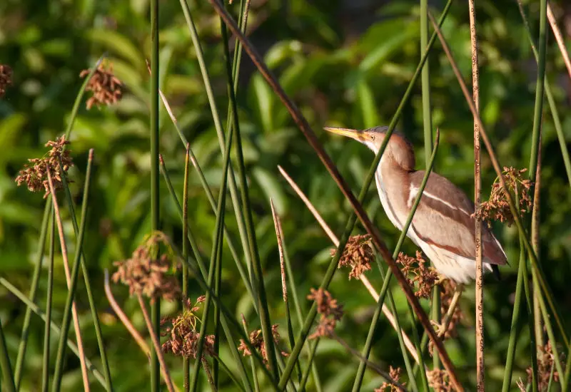 Least Bittern - Facts, Diet, Habitat & Pictures on Animalia.bio