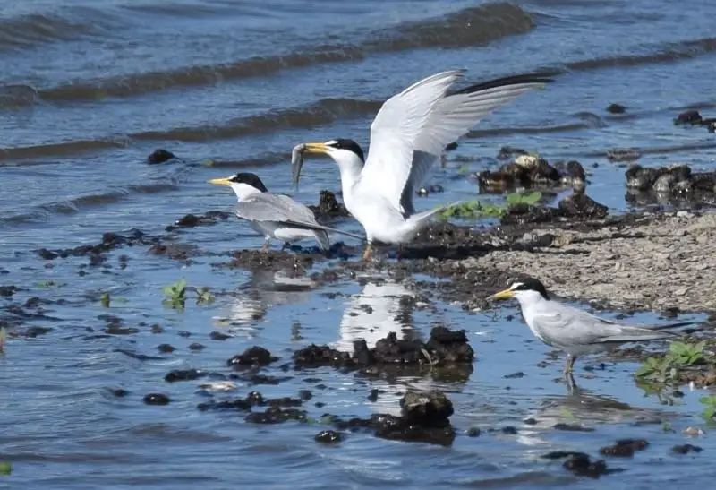 Least Tern Courtship at Riverlands