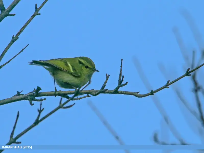 Phylloscopus chloronotus факти, дієта, ареал і фотографії на Animalia.bio