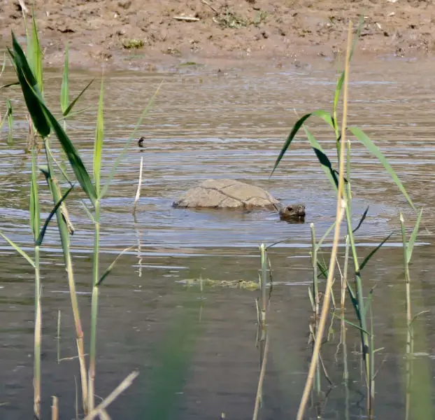 Leopard Tortoise (Stigmochelys pardalis) bathing ...