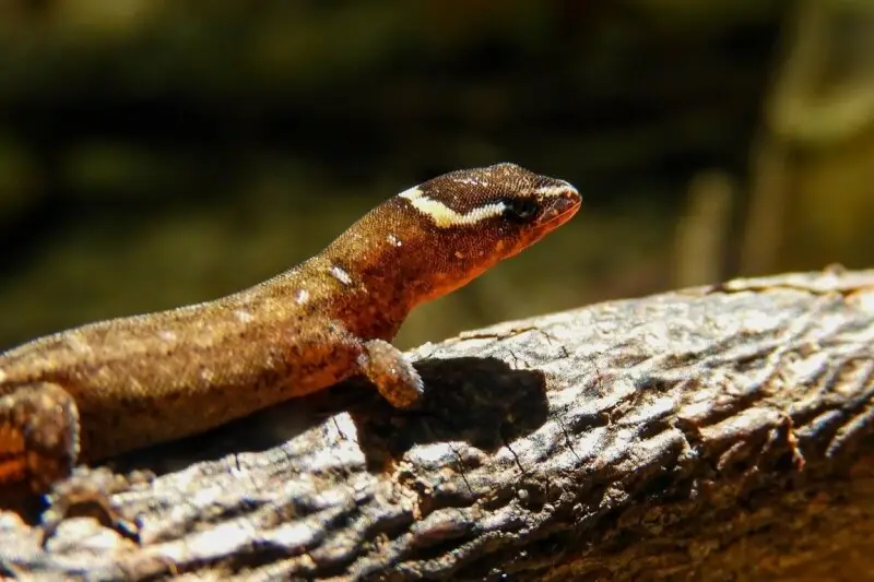 Colombian Dwarf Gecko (Lepidoblepharis miyatai)