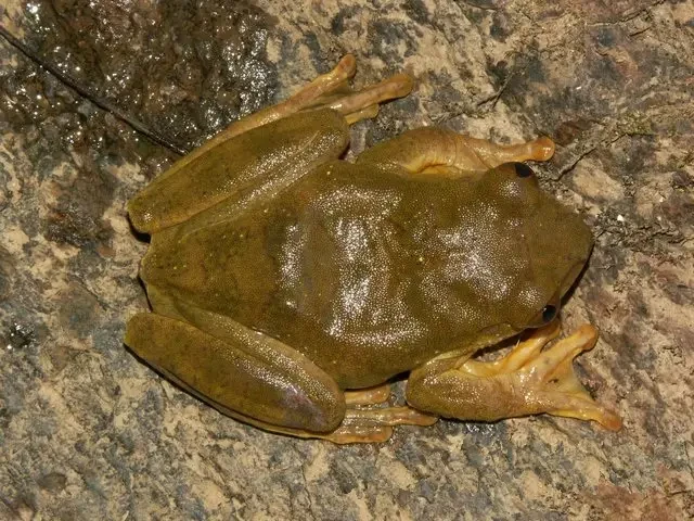 Red tree frog