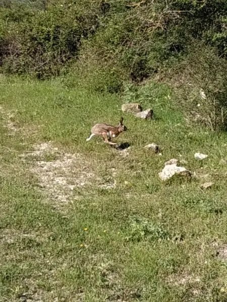 Apennine Hare (Lepus corsicanus)