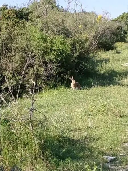 Apennine Hare (Lepus corsicanus)