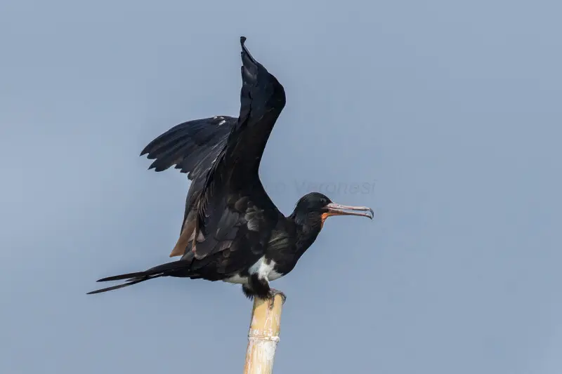 Lesser Frigatebird - Jakarta Bay_MG_5459