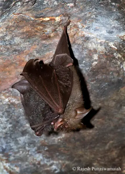 Lesser Woolly Horseshoe Bat (Rhinolophus beddomei) with a pup