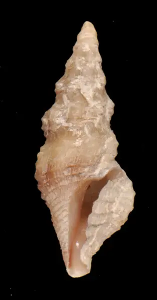 PRESERVED_SPECIMEN; Lioglyphostoma adematum Woodring, 1928; Type status: 	N/A; Identified by:	Fallon P.; Individual count:	1; Event date: 	2016-09-10T00:00:00Z