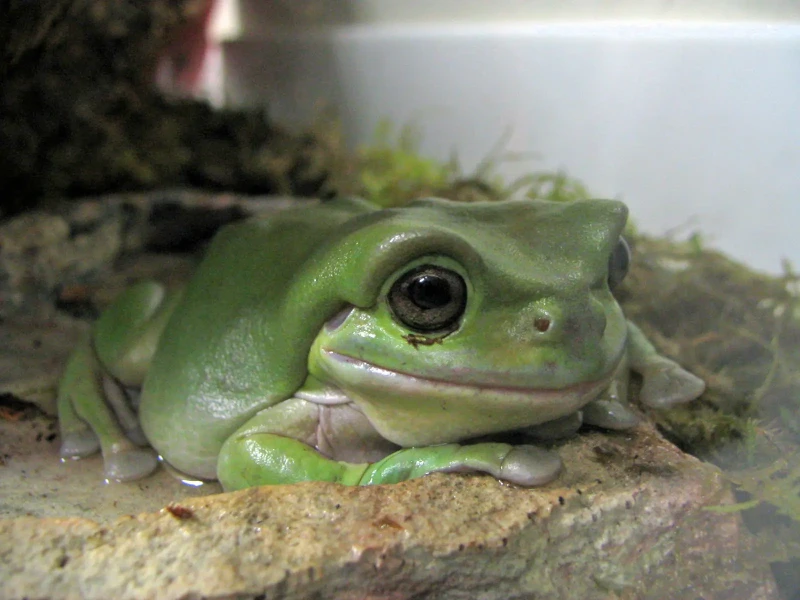 Australian green tree frog - Facts, Diet, Habitat & Pictures on ...