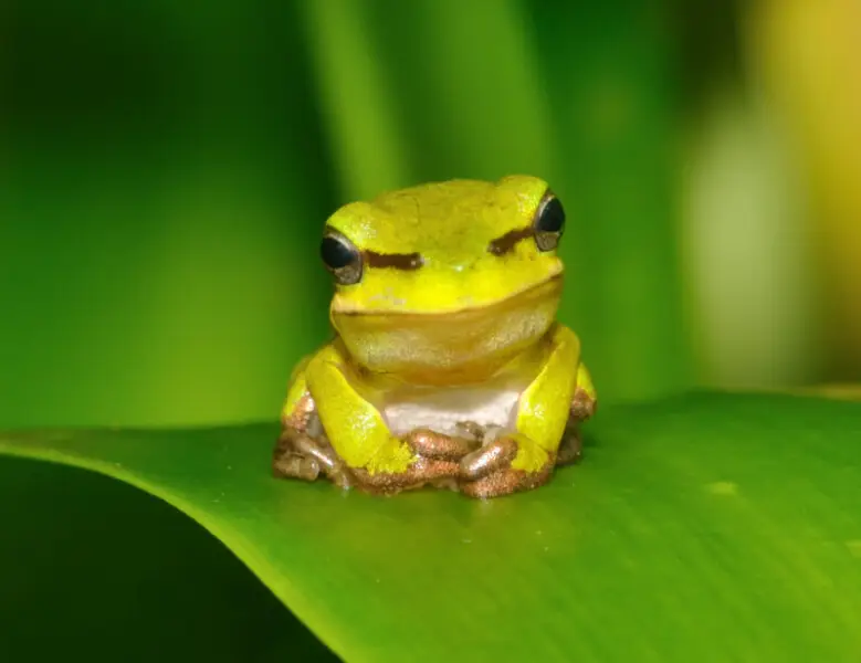 Eastern dwarf tree frog - Facts, Diet, Habitat & Pictures on Animalia.bio