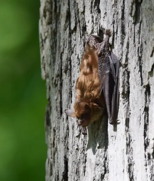 Little Brown Bat? (flying during the day - flushed?)