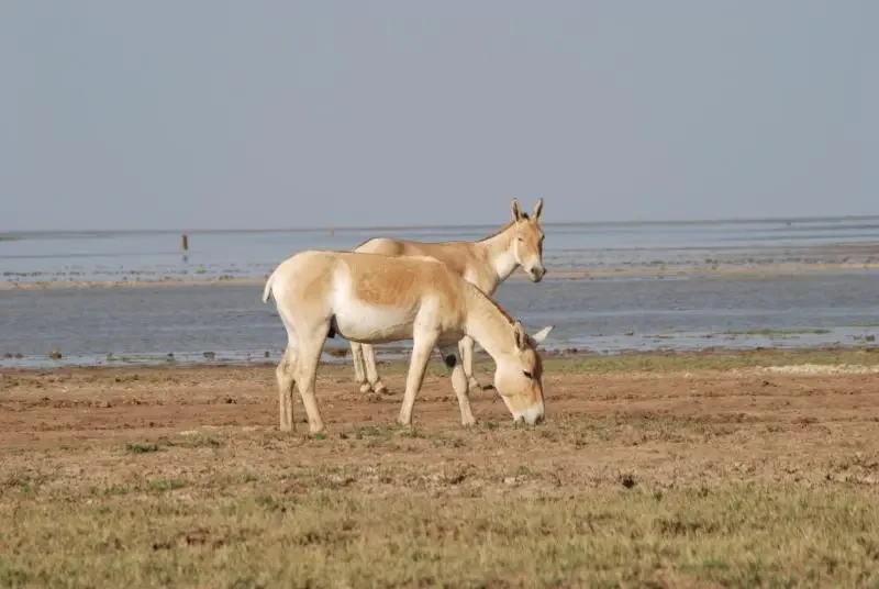 Indian Wild Ass - Facts, Diet, Habitat & Pictures On Animalia.bio