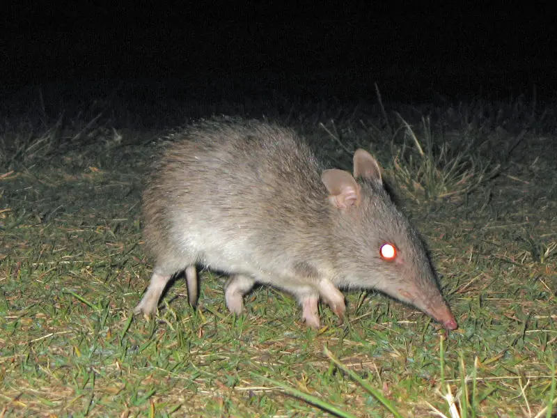 Long-Nosed Bandicoot - Facts, Diet, Habitat & Pictures on Long-Nosed Bandicoot - Facts, Diet, Habitat & Pictures on