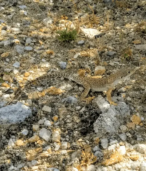 Long-nosed Leopard Lizard, Needles Field Office