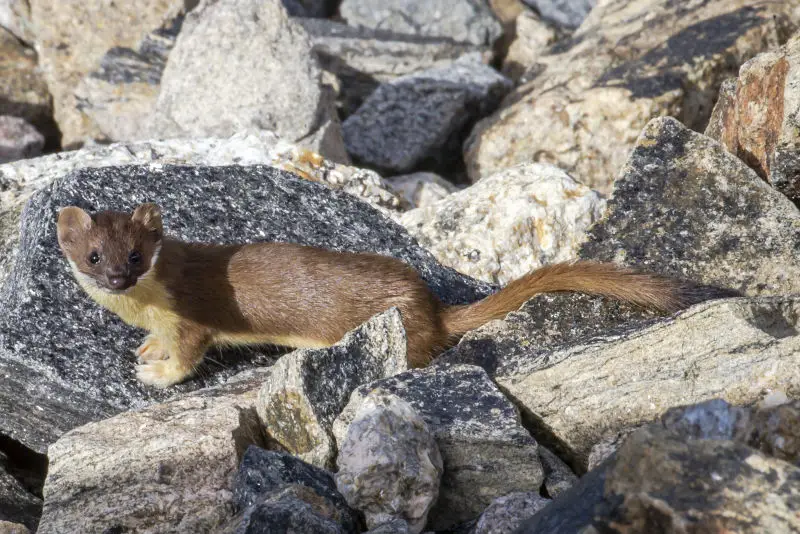 Long-tailed Weasel, Rock Cut, 8-5-13