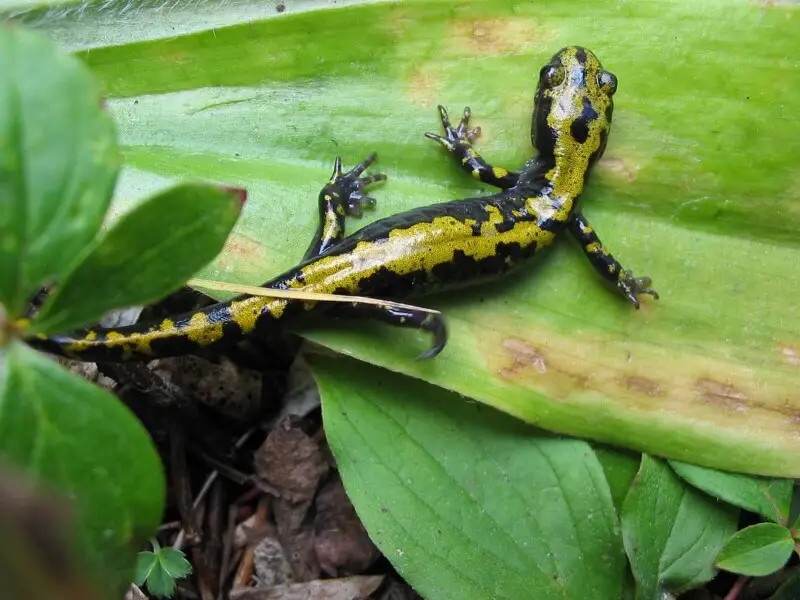 Long-toed salamander adult (Ambystoma macrodactylum).