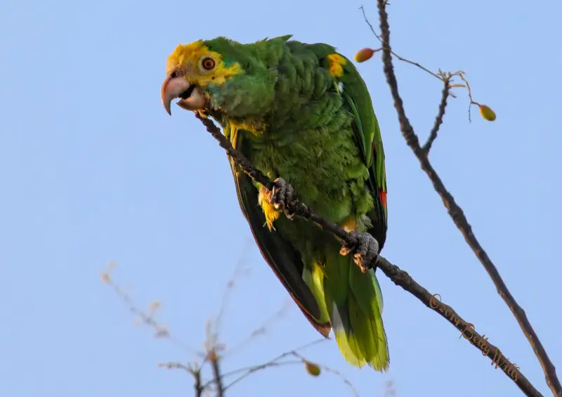 Yellow-shouldered Amazon parrot Amazona barbadensis, locally called Lora on Bonaire. Native to Bonaire, Sint Eustatius and Saba; Bolivarian Republic of Venezuela - IUCN Vulnerable.