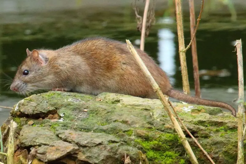 Brown Rat - Facts, Diet, Habitat & Pictures on 