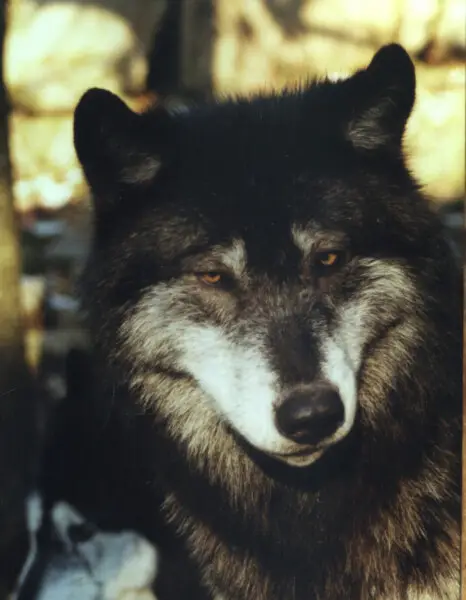 Loup du Canada (Canis lupus mackenzii)