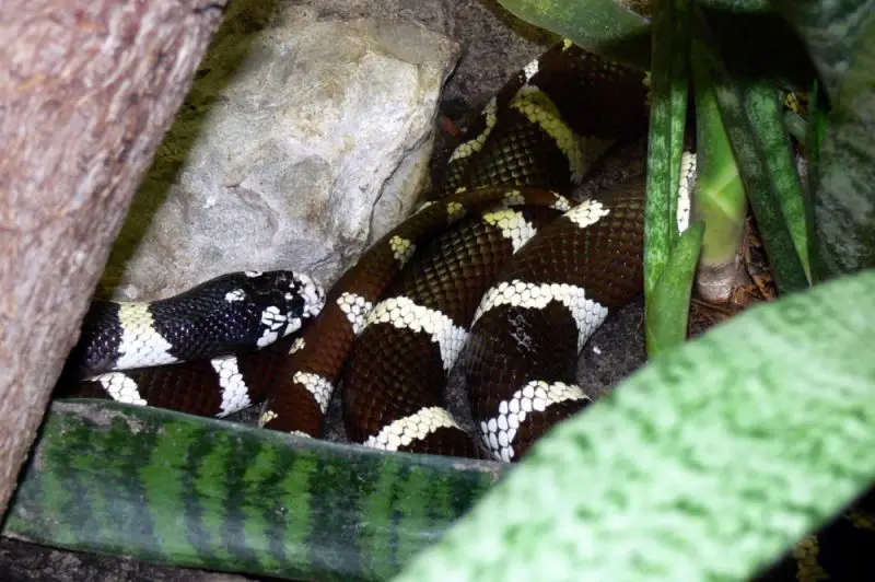 California Kingsnake - Facts, Diet, Habitat & Pictures On Animalia.bio