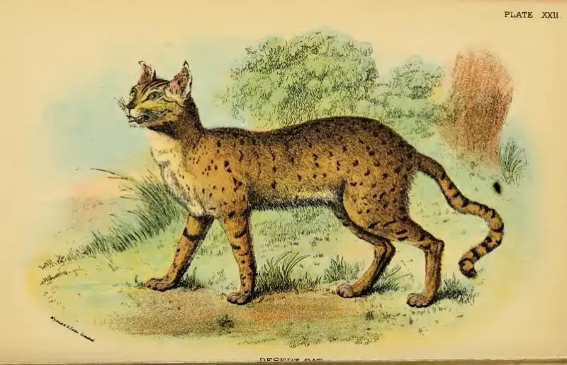 Asiatic wildcat