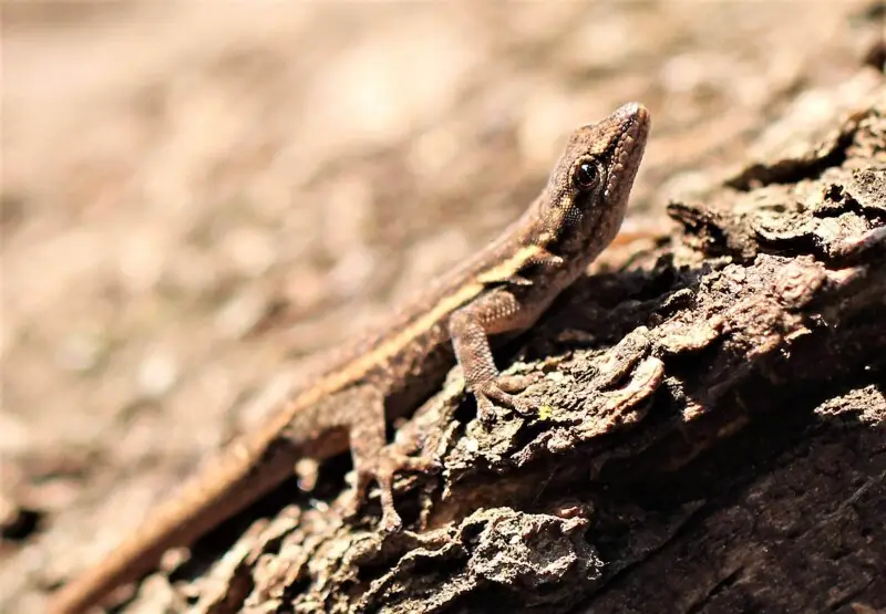 Lygodactylus capensis - Random Harvest Nursery, Gauteng, South Africa
