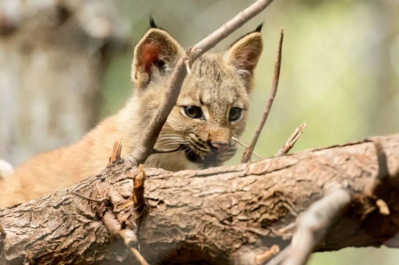 Lynx Kitten Teething on Branch