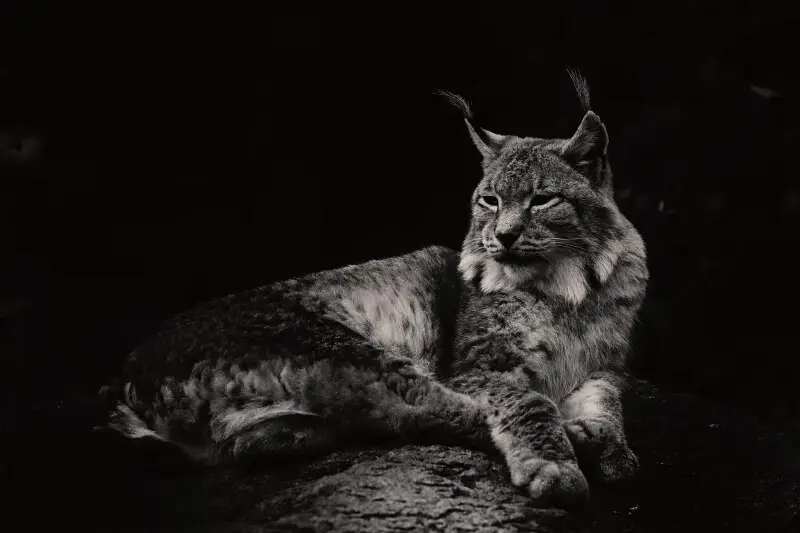 500px provided description: Lynx Lynx Wrangeli [#2014 ,#B&amp;W ,#Black &amp; White ,#BW ,#G?rlitz ,#Tierpark ,#Canon EOS 600D ,#Lynx lynx ,#????&#160;??????? ,#Canon EF 70-200mm f2.8 L USM ,#Sibirischer Luchs ,#Lynx lynx wrangeli]