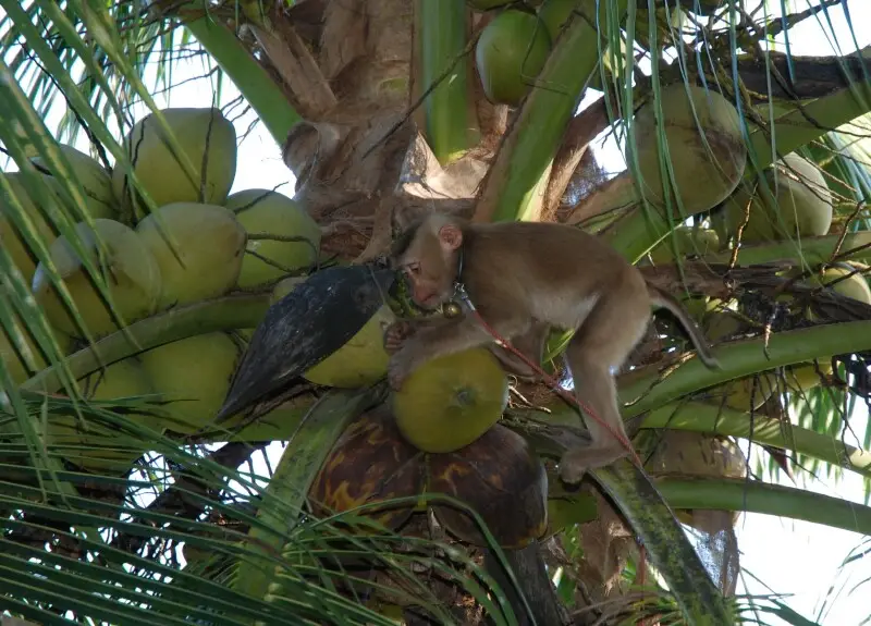 Monkey (Macaca leonina) helping harvesting of coconuts in South Thailand
