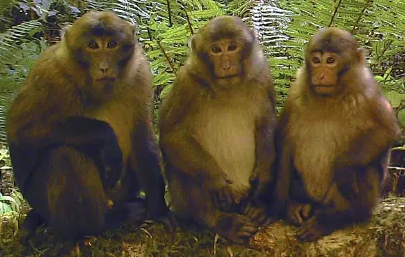 White-cheeked macaque