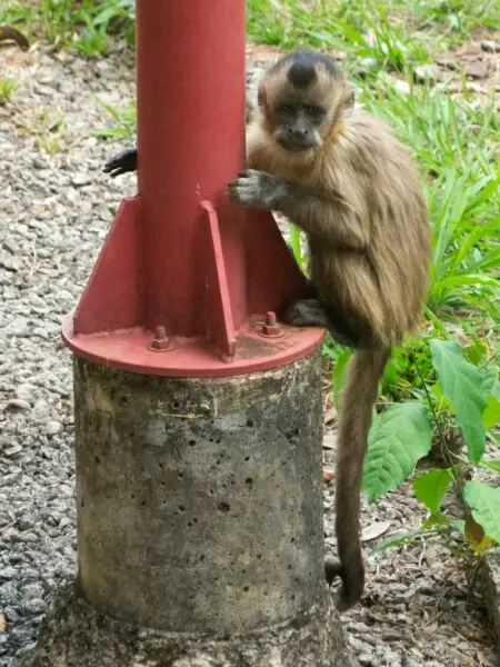 Macaco-prego no campus Samambaia da UFG, em outubro de 2019.