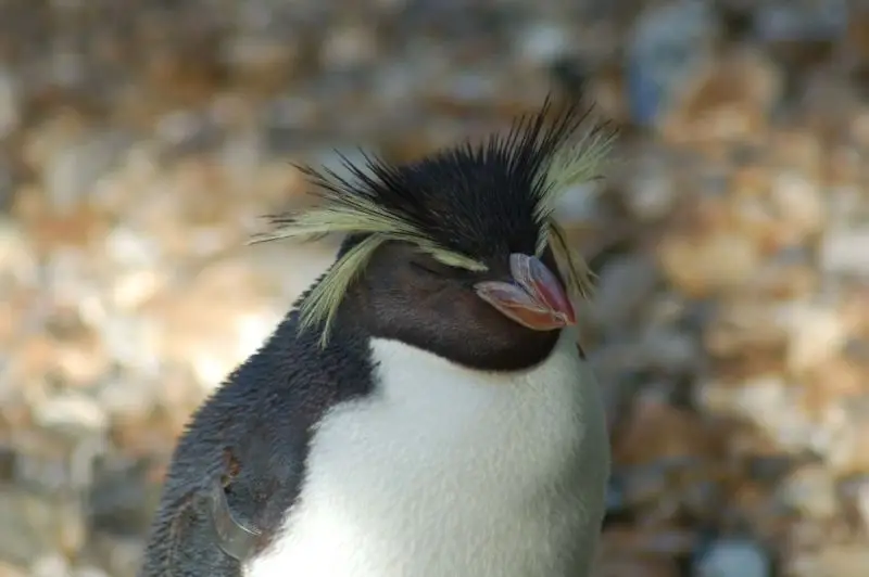 Macaroni Penguin at London Zoo