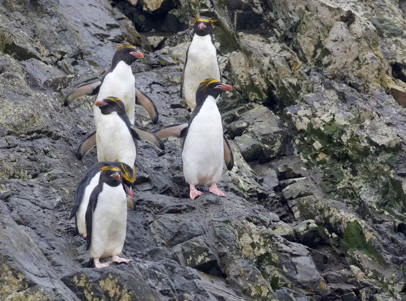 Macaroni Penguin - Facts, Diet, Habitat & Pictures On Animalia.bio