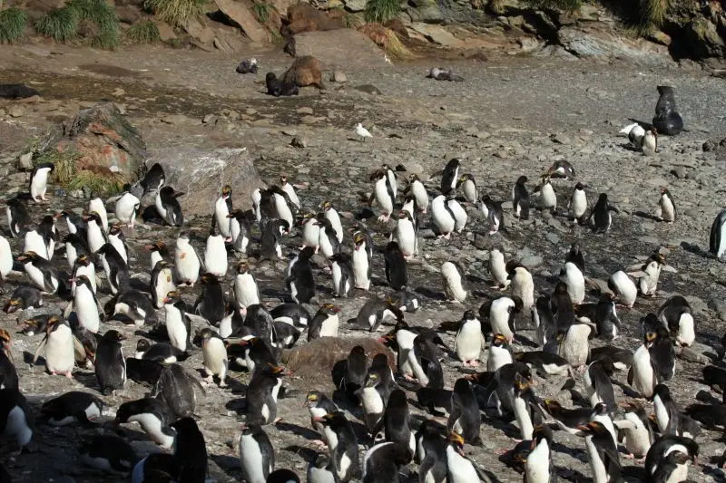 Macaroni Penguins at Cooper Bay, South Georgia