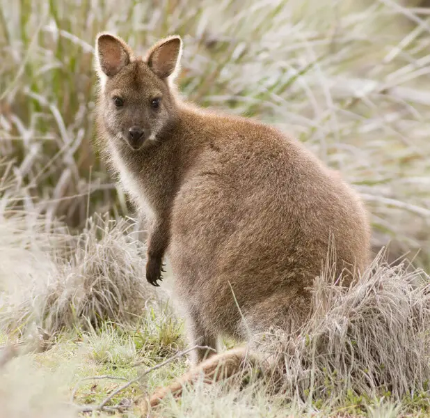 Red-necked Wallaby photo