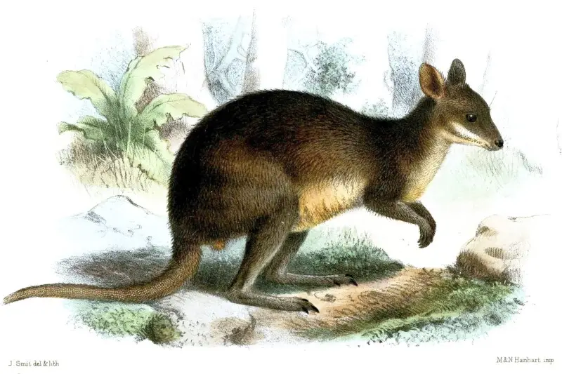 Macropus lugens = Thylogale browni