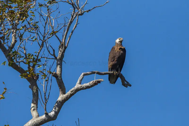 Madagascan fish eagle - Facts, Diet, Habitat & Pictures on Animalia.bio