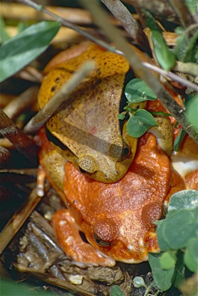 Madagascar Tomato Frog