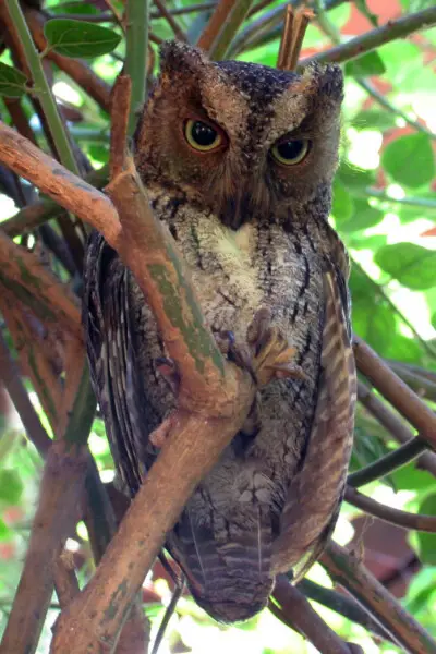Madagascar torotoroka scops owl (Otus madagascariensis), Anjajavy Forest, Madagascar