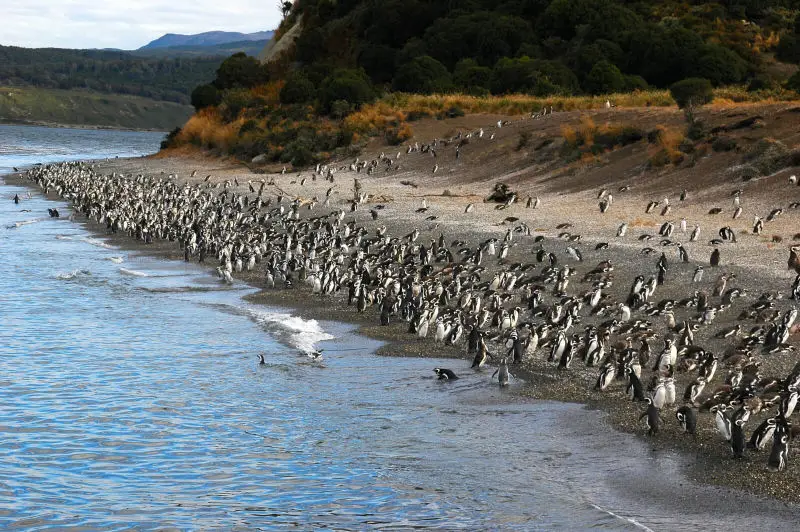 Magellanpinguine