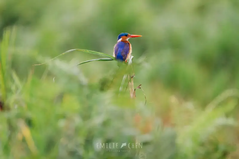 Malachite Kingfisher (Alcedo cristata)