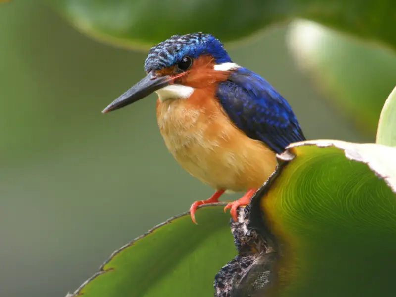 The Malagasy Kingfisher (also known as Madagascar Malachite Kingfisher) is common throughout the island of Madagascar. It is sometimes considered as belonging to the same species as the Malachite Kingfisher (Corythornis cristatus) of sub-saharan Africa, b
