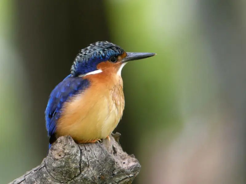 Malagasy Kingfisher (Corythornis vintsioides), Antananarivo, Madagascar